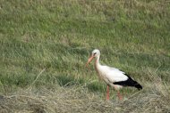 Onderweg naar de Bizonbaai