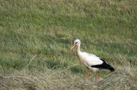 Onderweg naar de Bizonbaai
