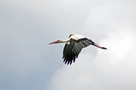 Onderweg naar de Bizonbaai