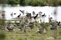 Onderweg naar de Bizonbaai