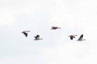 Onderweg naar de Bizonbaai