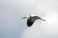 Onderweg naar de Bizonbaai