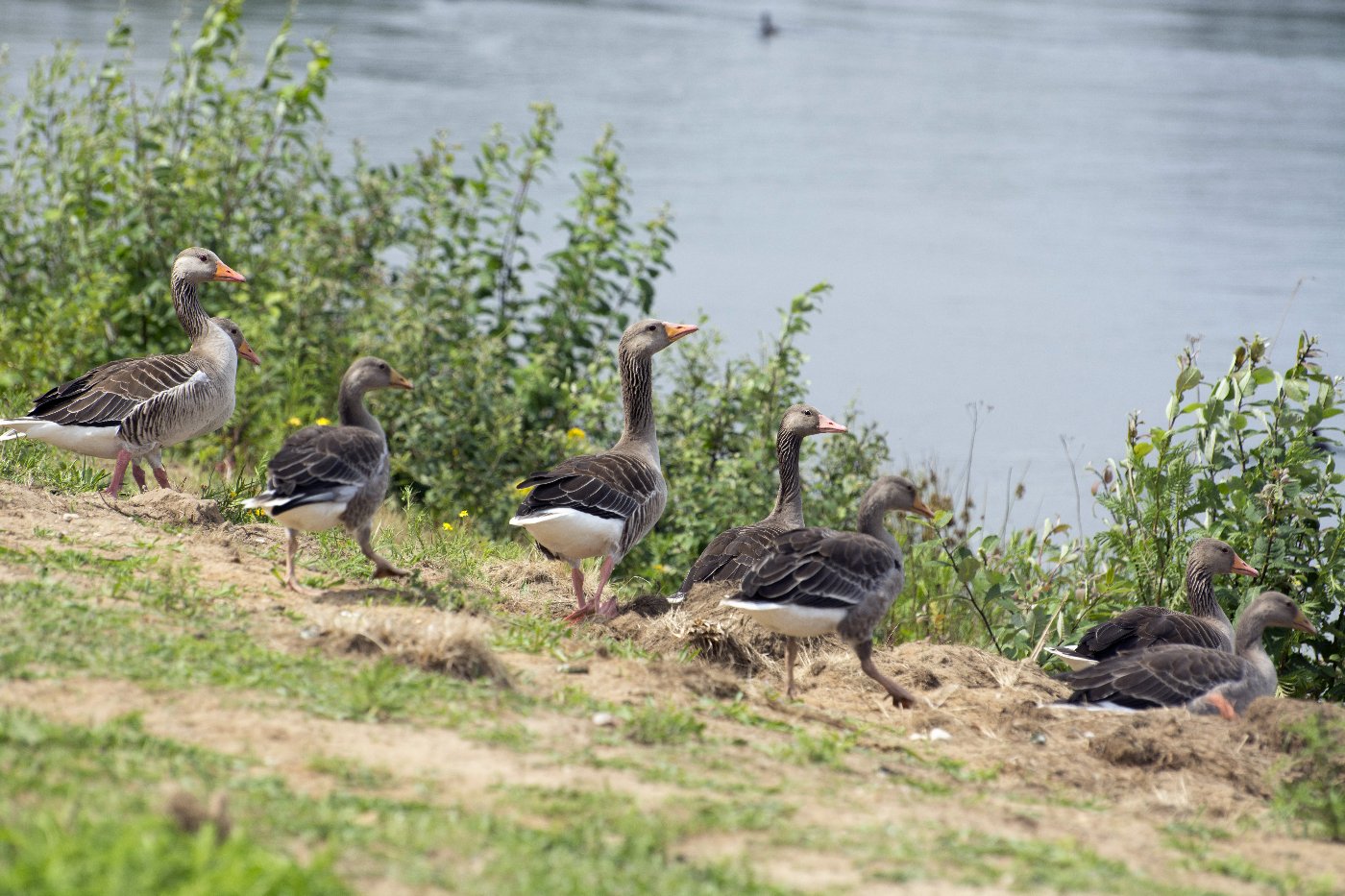 Onderweg naar de Bizonbaai