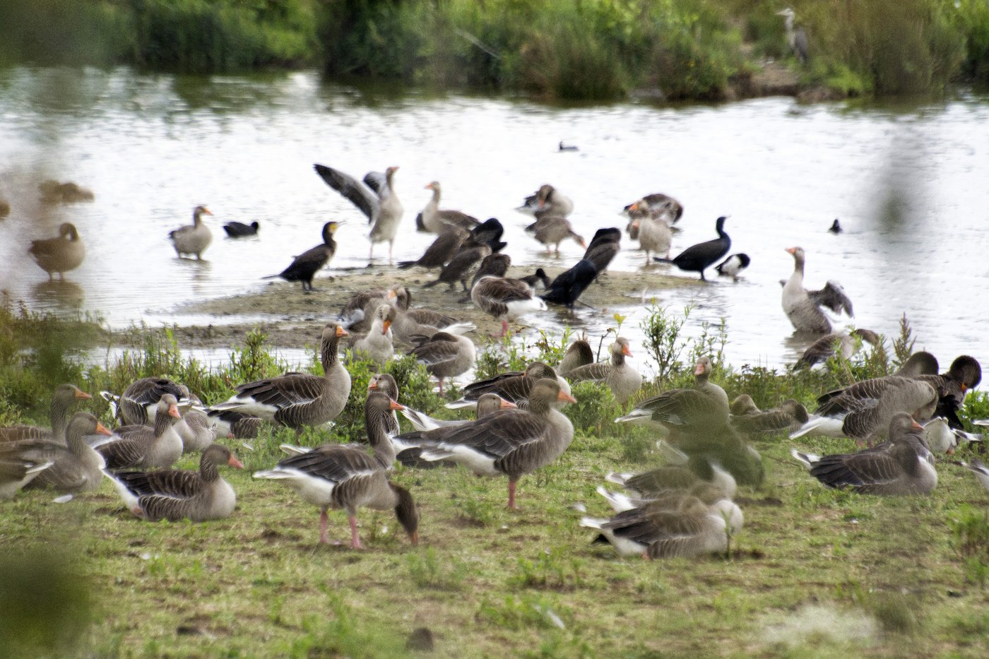 Onderweg naar de Bizonbaai