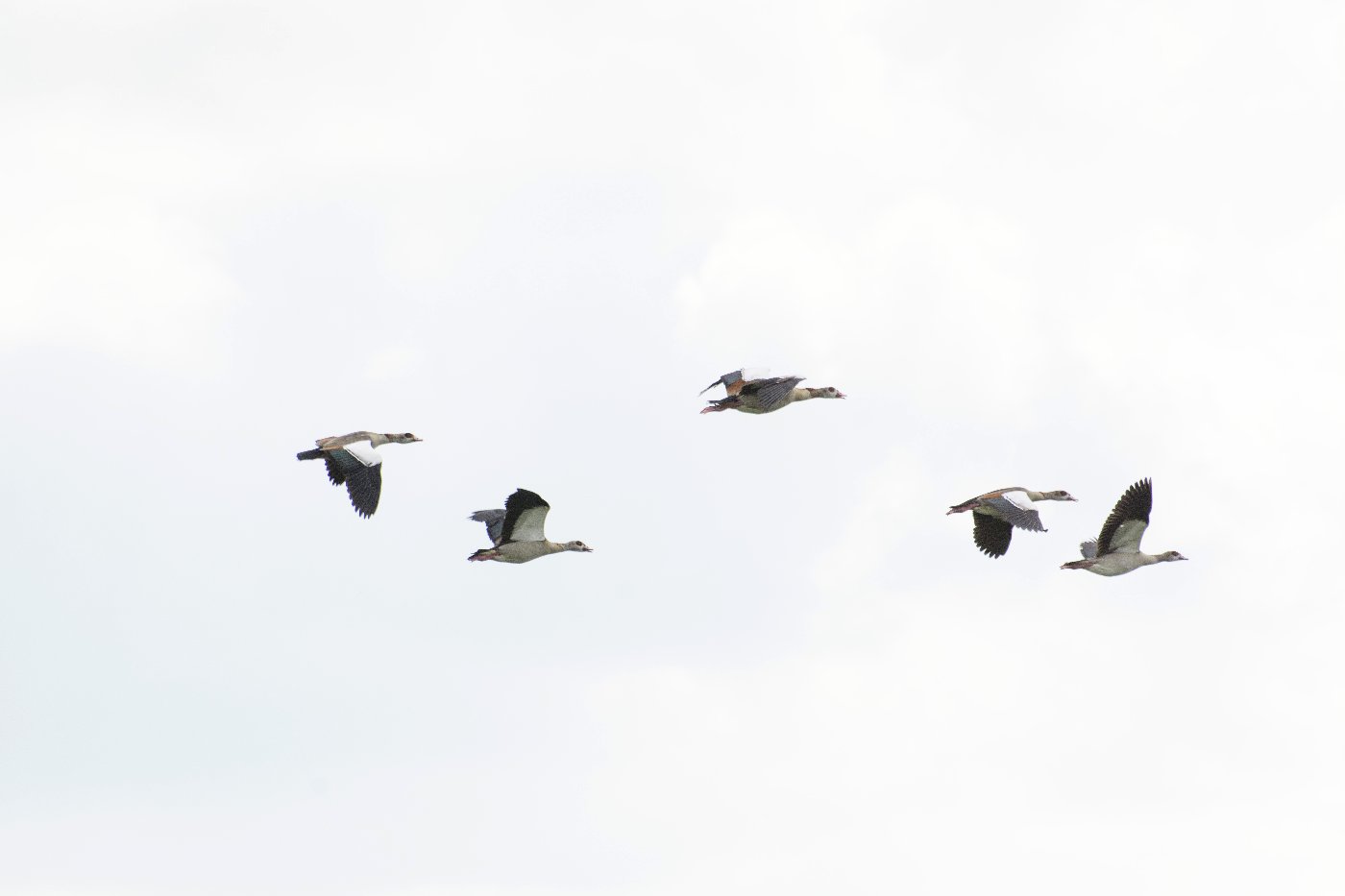 Onderweg naar de Bizonbaai