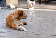 Corfu 2018