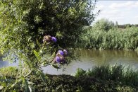 De Linge van Doornenburg naar Elst