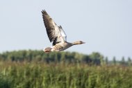 De Linge van Doornenburg naar Elst