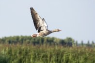De Linge van Doornenburg naar Elst