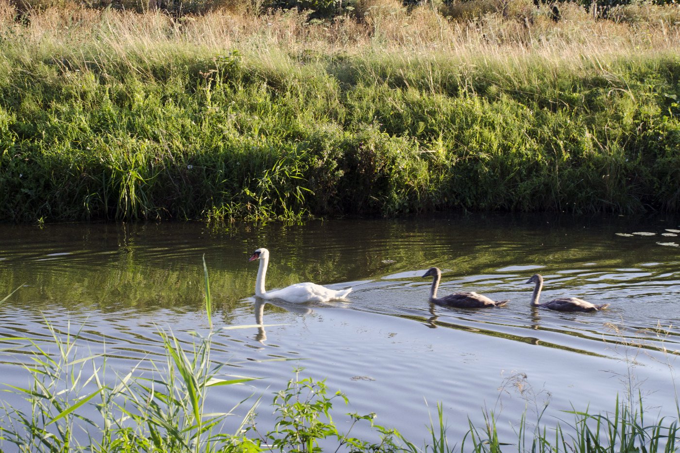 De Linge van Doornenburg naar Elst
