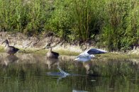 Langs de Linge Elst - Amsterdam Rijn kanaal