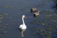 Langs de Linge Elst - Amsterdam Rijn kanaal