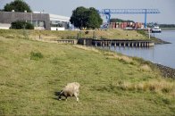 Langs de Linge Elst - Amsterdam Rijn kanaal