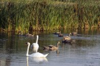 Langs de Linge Elst - Amsterdam Rijn kanaal