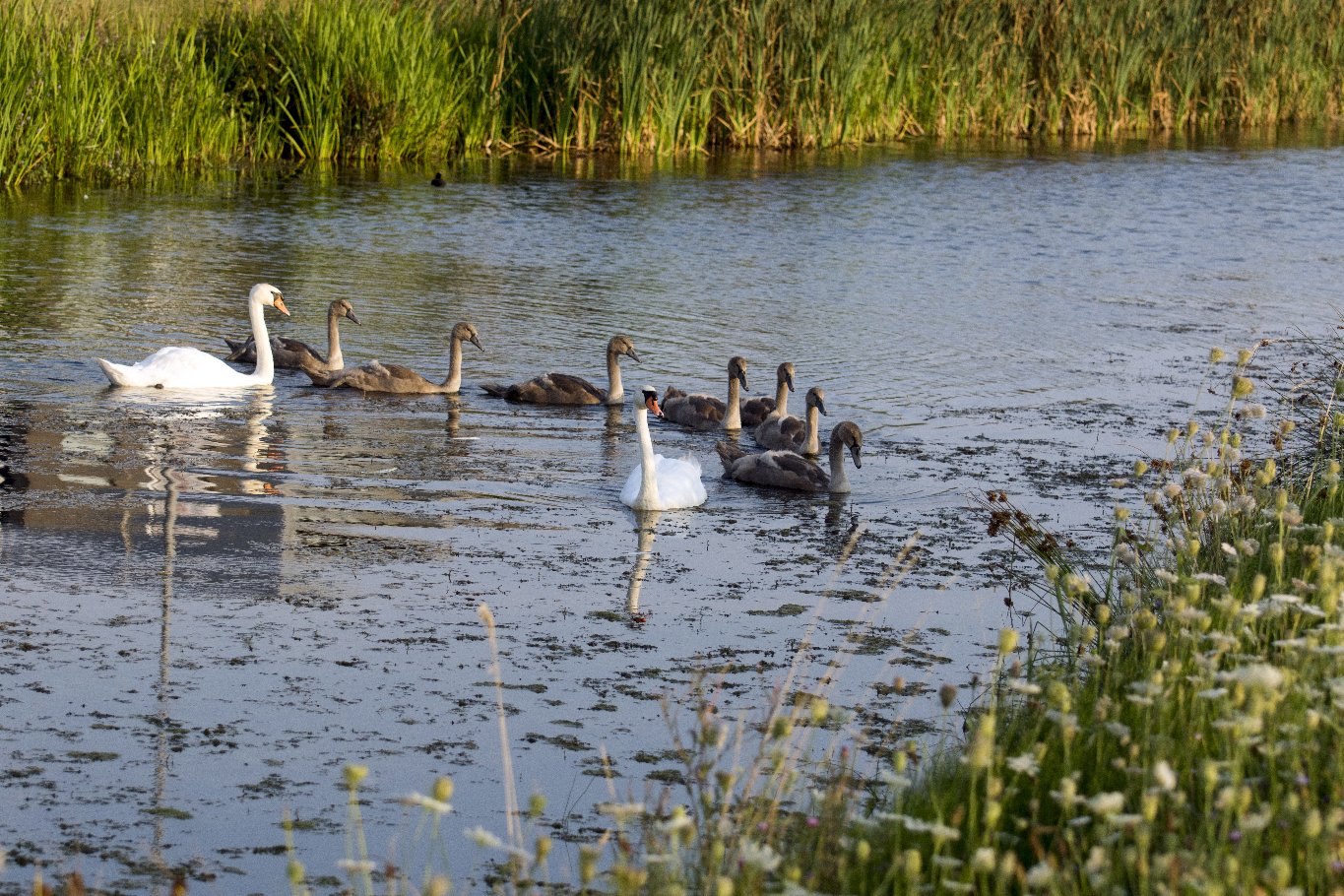 Langs de Linge Elst - Amsterdam Rijn kanaal