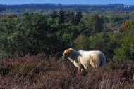 Mookerheide | foto © Henk Beenen