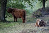 Mookerheide | foto © Henk Beenen