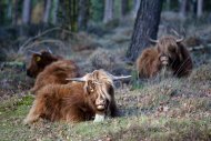 Mookerheide | foto © Henk Beenen