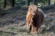 Mookerheide | foto © Henk Beenen