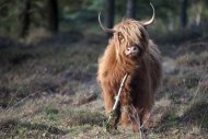 Mookerheide | foto © Henk Beenen