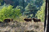 Mookerheide | foto © Henk Beenen