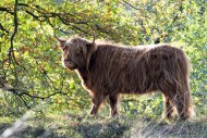 Mookerheide | foto © Henk Beenen