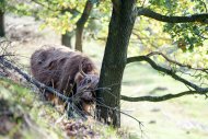 Mookerheide | foto © Henk Beenen