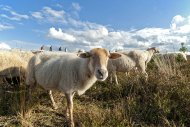 Mookerheide | foto © Henk Beenen