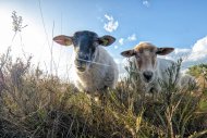 Mookerheide | foto © Henk Beenen