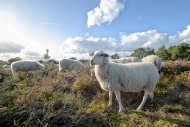 Mookerheide | foto © Henk Beenen