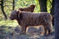 Mookerheide | foto © Henk Beenen