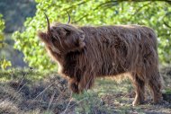 Mookerheide | foto © Henk Beenen