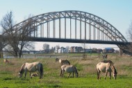 Ooijpoort Nijmegen