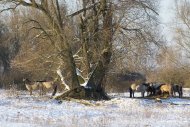 Winter 2021. Nijmegen