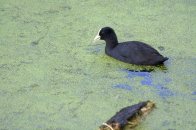 Langs het Meertje naar het Wylermeer.