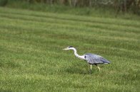 Langs het Meertje naar het Wylermeer.