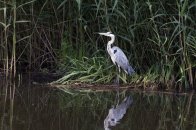 Langs het Meertje naar het Wylermeer.