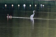Langs het Meertje naar het Wylermeer.