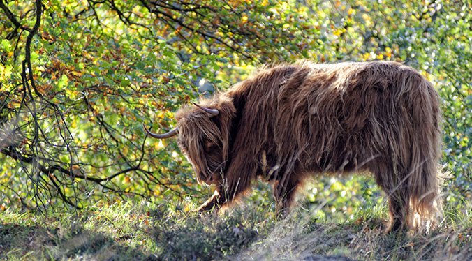 Natuurgebied Mookerheide Natuurgebied Mookerheide